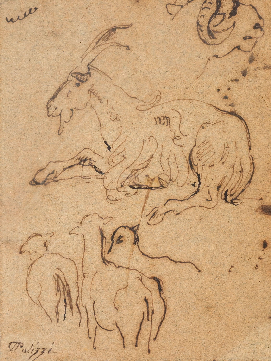 Studio di animali